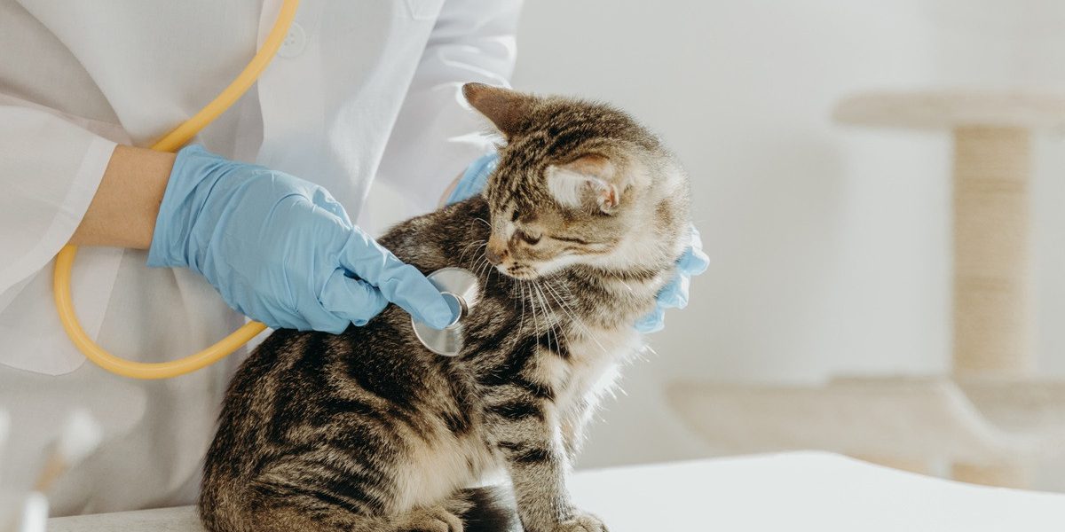 Goodwill dierenartsenpraktijk vier miljoen