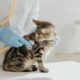 Goodwill dierenartsenpraktijk vier miljoen
